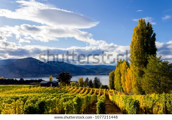 Okanagan Valley Vineyard Winery Organic Farm Stock Photo Edit Now