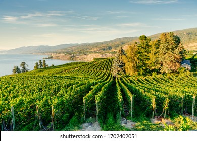 Okanagan Valley, vineyards near Penticton, British Columbia, Canada