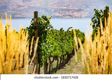 Okanagan Wine Country In Western Canada, British Columbia. Landscape