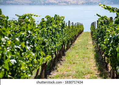 Okanagan Wine Country In Western Canada, British Columbia. Landscape