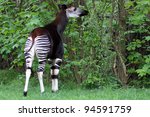 Okapi