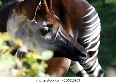 Okapi