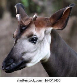 1,012 Africa okapi Images, Stock Photos & Vectors | Shutterstock