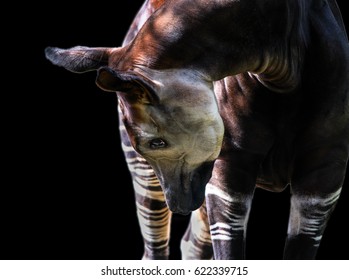 Okapi