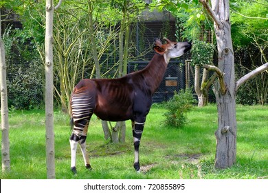 Okapi