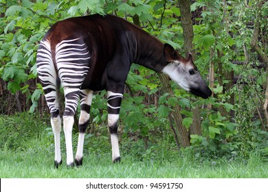 Okapi