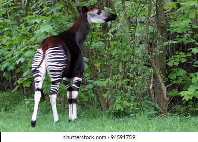 Okapi