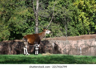 Okapi Grazing By A Wall