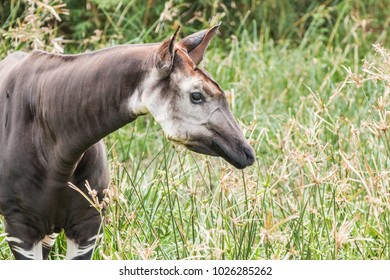 Okapi At Houston Zoo