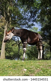 Okapi Male Herbivorous Of Africa