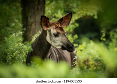 Okapi Images Stock Photos Vectors Shutterstock