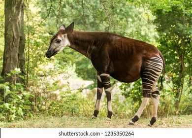 Okapi (Okapia johnstoni), forest giraffe, artiodactyl mammal native to jungle or tropical forest, Congo, Central Africa, beautiful animal with white stripes in green leaves, whole body