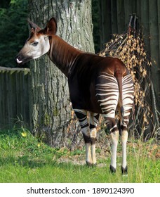 Okapi Stock Photos, Images & Photography | Shutterstock