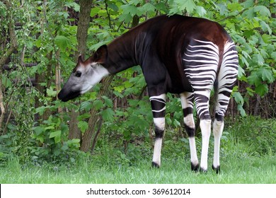 Okapi の画像 写真素材 ベクター画像 Shutterstock