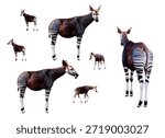 Okapi set isolated on white A comprehensive collection of okapi (forest giraffe) in various poses, including side views, back view, and walking positions. This set features multiple high-quality