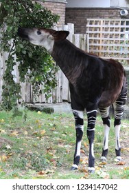 Okapi At ZSL London Zoo