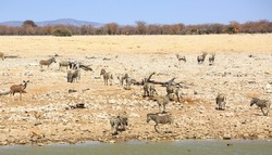 Okaukeujo Waterhole With Zebra, Kudu, Springbok And Oryx All Cioming To Take A Drink