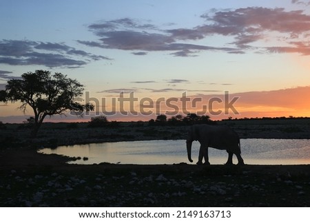 Okaukuejo waterhole at sunset with elephant silhouette, Etosha National Park, Namibia