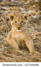 Okavango Delta, Botswana. Close-up Of Lion Sitting.