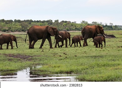 Okavango Delta, Botswana, Elephant Family In The Savannah.