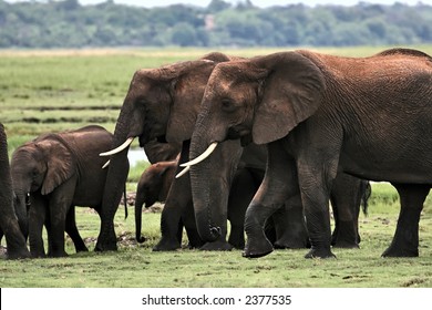 Okavango Delta, Botswana, Elephantâ€™s Family In The Savannah.