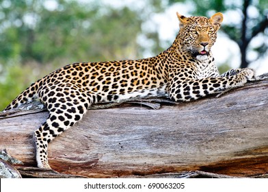 Okavango Delta Leopard 