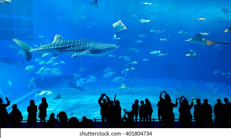 Okinawa Churaumi Aquarium