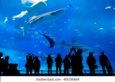 Okinawa Churaumi Aquarium 