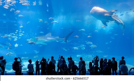 Okinawa Churaumi Aquarium