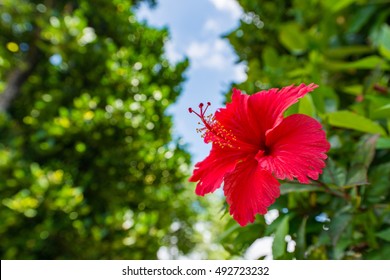 沖縄 ハイビスカス Hd Stock Images Shutterstock