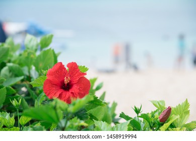 沖縄 海 ハイビスカス Stock Photos, Images & Photography | Shutterstock