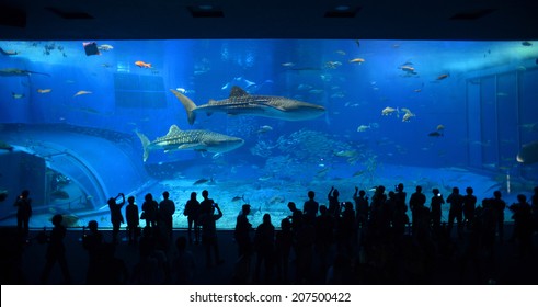 OKINAWA, JAPAN - OCTOBER 24 : Whale shark in Okinawa Churaumi Aquarium taken October 24, 2013 in Okinawa. This Aquarium is the biggest of Japan aquarium.