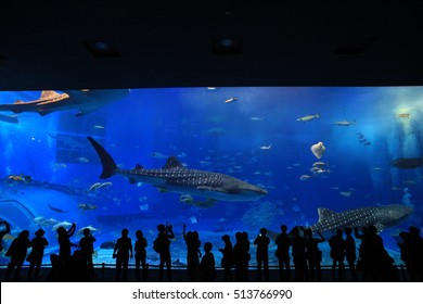 Okinawa Japan October 27 Whale Shark Stock Photo 784033654 | Shutterstock