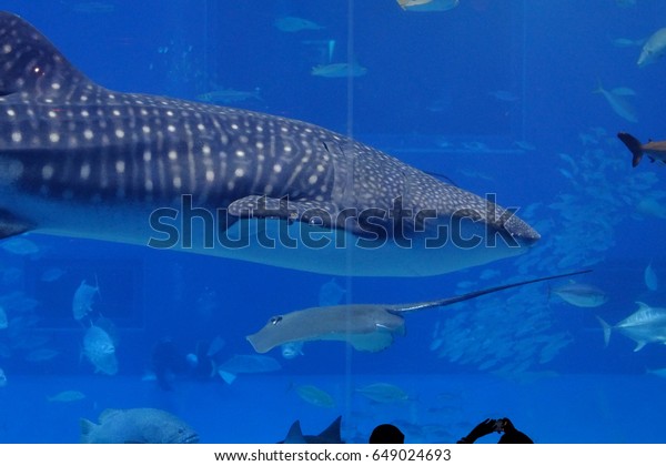 Okinawajapan December 7 Whale Sharks Swimming Stock Photo Edit