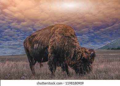 Oklahoma Buffalo Up Close