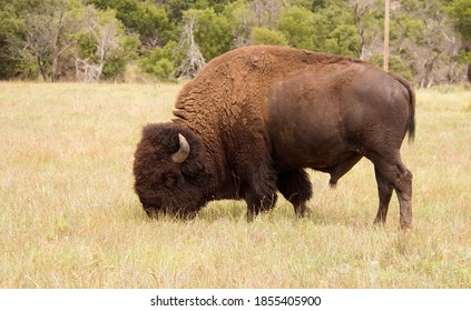 Oklahoma Buffalo Grazing Or Bison