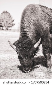 Oklahoma Buffalo Grazing At Cherokee Trading Post