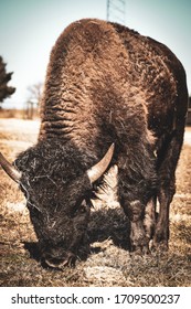 Oklahoma Buffalo Grazing At Cherokee Trading Post