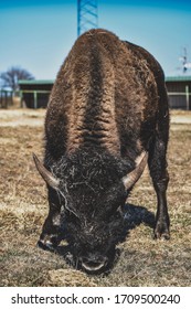 Oklahoma Buffalo Grazing At Cherokee Trading Post