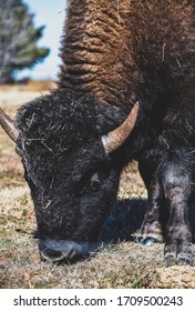 Oklahoma Buffalo Grazing At Cherokee Trading Post