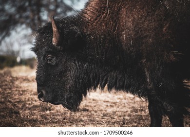 Oklahoma Buffalo Grazing At Cherokee Trading Post