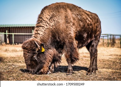 Oklahoma Buffalo Grazing At Cherokee Trading Post