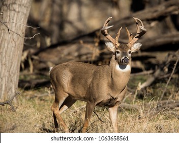 Oklahoma Panhandle Whitetail Buck 2