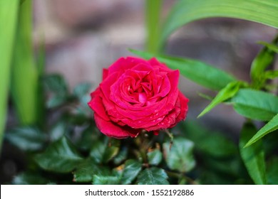 An Oklahoma Rose (Rosa Oklahoma)