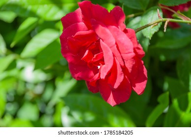 An Oklahoma Rose (Rosa Oklahoma)