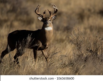 1,609 Whitetail buck silhouette Images, Stock Photos & Vectors ...