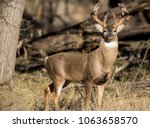 Oklahoma Whitetail Buck 6