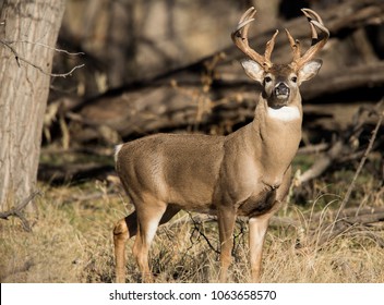 Oklahoma Whitetail Buck 6 - Shutterstock ID 1063658570