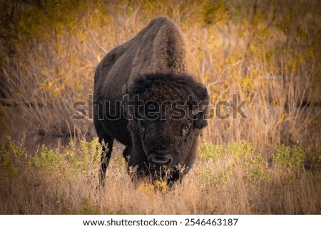 Similar – mr. bison Wild animal