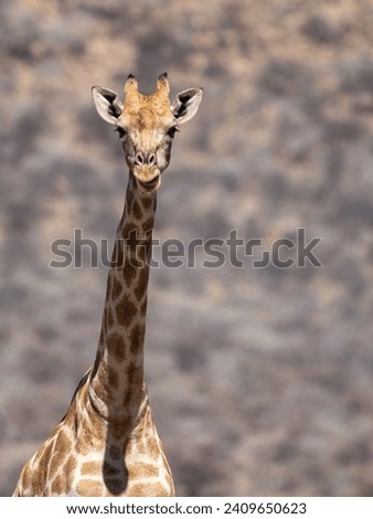 Okonjima Nature Reserve, Otjiwarongo, Namibia - August 15, 2022: Portrait of an Angolan giraffe looking directly at the camera, set against a blurred natural background.